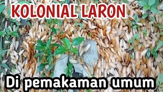 Ngeri kemunculan laron dimakam umum musimlaron [upl. by Anauqcaj580]