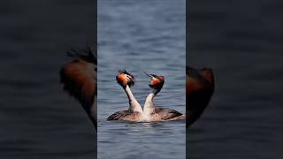 A Love Duet on the Water Natures Embrace A Grebes Romance grebe birds [upl. by Samuela]