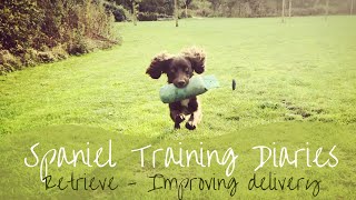 Gundog Training  Retrieving Improving Delivery [upl. by Annahaj]