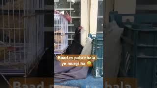 Kukuuu mein kukri nikli 😂🤣🤣 kukru chicken birds birdslover birdsounds [upl. by Akehsal]