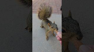 See that weird pinky toe Thats Frankie 🐿️ [upl. by Franza]