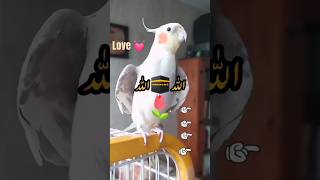 😱👍viralvideo shortvideos video allah foryou please 🙏 video like and subscribe [upl. by Gaillard951]