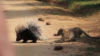 Leopard and porcupine encounter in Yala national park [upl. by Nnylyma]