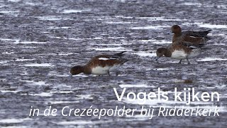 Vogels kijken in de Crezeepolder 1352 [upl. by Leesen]