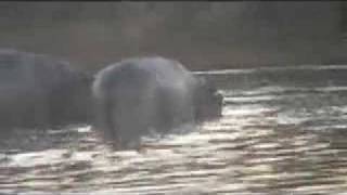 Giant Crocodile Eats Hippo Mother Hippo Mourns [upl. by Rehtul]