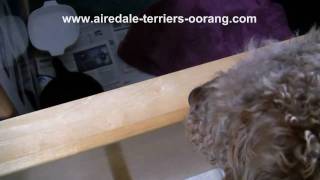 Airedale Terrier Puppy Meets His Dad  Oorang Airedales [upl. by Jeramey]