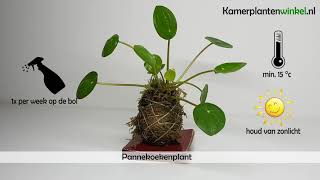 Hoe verzorg je een pannekoekenplant  wwwkamerplantenwinkelnl [upl. by Aiyn563]