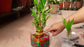 How to Grow Lucky Bamboo by Cutting  Fun Gardening  23 Sep 2017 [upl. by Shawna795]