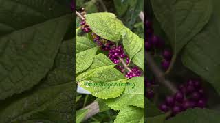 American BeautyBerry bush plant [upl. by Lougheed419]