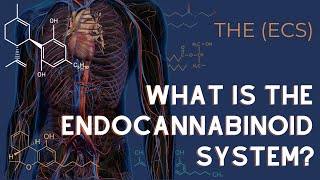 The Endocannabinoid System Explained [upl. by Zephan]