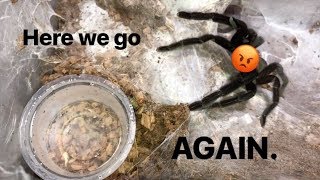 WATERING my TARANTULAS quotPart 4quot [upl. by Eat]