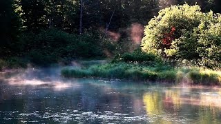 Entspannung Naturgeräusche  Vogelstimmen im Wald [upl. by Dyan475]