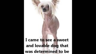 Chinese Crested  Puppies for Sale by Pets4Youcom [upl. by Anawk]