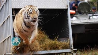 Zolushka  IFAW releases an Amur tiger back into the wilds of Russia [upl. by Edgard]