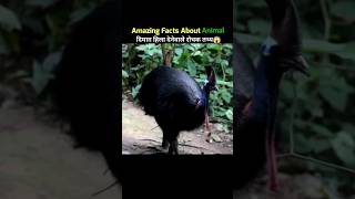 Fact About Cassowary Bird ll view facts reels [upl. by Yevre]