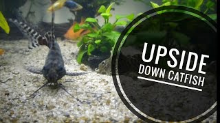 UPSIDE DOWN CATFISH in a community tank [upl. by Artenra578]