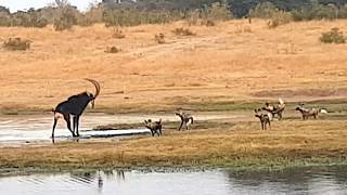 Painted wild dogs attacking a Sable antelope [upl. by Seppala]