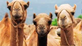 Camel facts [upl. by Blanding590]