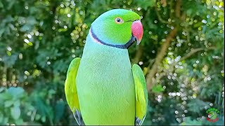 Male Ringneck Parrot Sounds [upl. by Amjan]