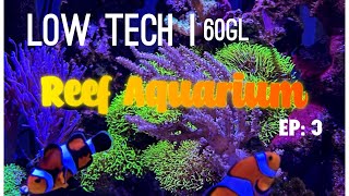 My Low Tech Reef Aquarium with Soft Corals  BB Aquatics EP 3 [upl. by Nett207]