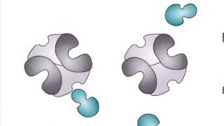 Allosteric Regulation of Enzymes [upl. by Ydnik]