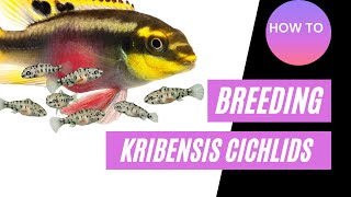 How To Breed Kribensis Cichlids Guide [upl. by Ancell]