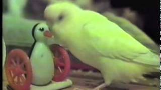 Talking Parakeet with 1000 Word Vocabulary [upl. by Gaillard]