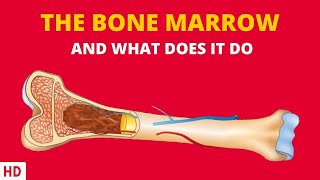 The Surprising Connection Between Bone Marrow and Your Immune System [upl. by Ricca]