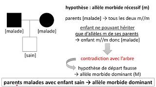 Comment démontrer quune maladie héréditaire se transmet de manière dominante [upl. by Fraase]