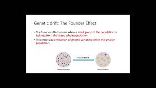 Genetic Drift [upl. by Ynobe]