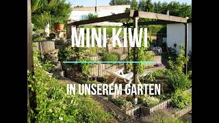 Mini Kiwi in unserem Garten [upl. by Lednahc]