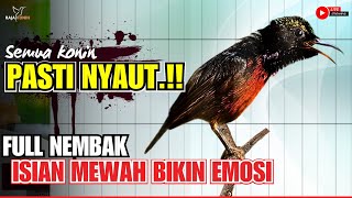 MASTERAN KONIN GACOR FULL ISIAN NEMBAK  COCOK UNTUK PANCINGAN KOLIBRI NINJA AGAR CEPAT EMOSI [upl. by Ytsirc]