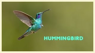 Colorful hummingbird sounds flying near flowers [upl. by Elly505]