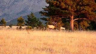 HUGE Montana Bull Elk in 2009 Archery Season 2 [upl. by Coben]