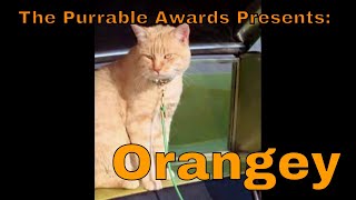 Purrable Awards Orangey [upl. by Fleda432]