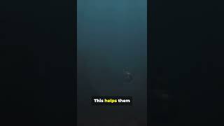 How Submarines Dive and Navigate Underwater [upl. by Llenrag938]