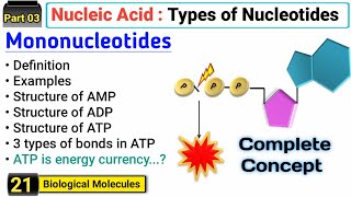 Mononucleotides  AMP ADP and ATP  Structure and Function  Types of Nucleotides [upl. by Ronn]