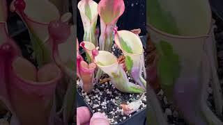 8 Heliamphora BCP Flamingo  ヘリアンフォラ フラミンゴ 食虫植物 植物 斑入り variegated plants shorts [upl. by De Witt]