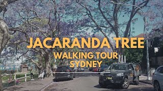 Walking Tour 4k McDougall St Jacaranda Trees Sydney [upl. by Isiahi]