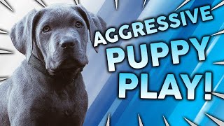 How To Stop Aggressive Puppy Play [upl. by Nayarb478]