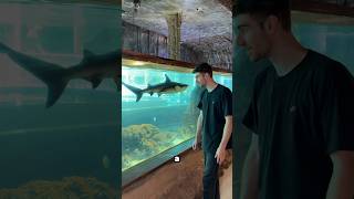 Eels amp sharks inside Peru aquarium [upl. by Coppinger459]