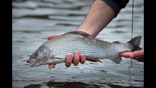 Big grayling released on the River Teviot [upl. by Airotel]