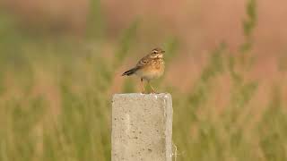 Paddyfield pipit Anthus rufulus call vasai maharashtra nov 2024 [upl. by Benedicta]