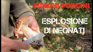 Funghi Porcini  Esplosione di Neonati [upl. by Warren]