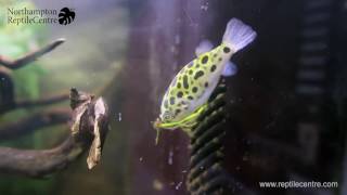 Feeding River Shrimp to Green Spotted Pufferfish Tetraodon nigroviridis [upl. by Paley]