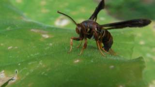 Wasp Mimic Clearwing Moth [upl. by Ila84]