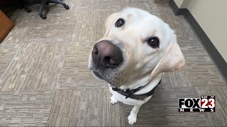 Video Rogers County K9 officer specializes in finding hidden evidence in child exploitation cases [upl. by Shayne]