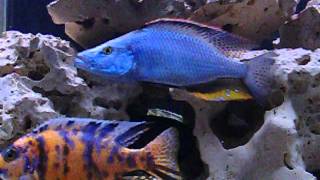 Dimidiochromis compressiceps [upl. by Ttelrats]