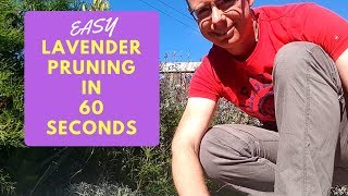 Lavender pruning For Beginners [upl. by Zeuqcaj]