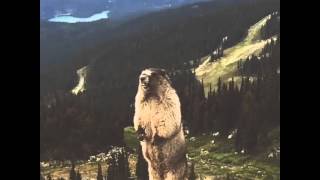 Whistling Marmot [upl. by Strephon]